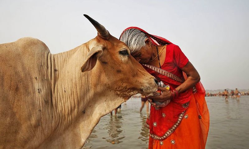 [Báo cáo NCKHSV] Bò trong đời sống xã hội và tâm linh của người Ấn Độ