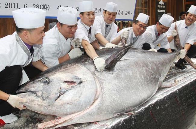 [Báo cáo NCKHSV] Thực trạng đánh bắt cá ngừ đại dương và triển vọng xuất khẩu sang Nhật Bản